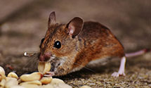 24 Hour & Emergency Exterminators in Tumbling Shoals, AR